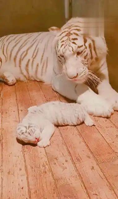 刚出生的小老虎太可爱了,虎妈的眼神更是满满的溺爱!