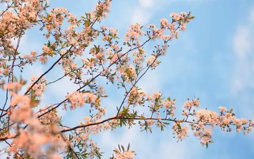 电脑壁纸 花卉 鲜花 春天开满了美丽的鲜花