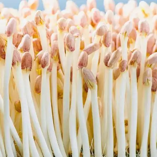 水培花生芽全程教学,从浸种,催芽,插芽到采收,手把手教你