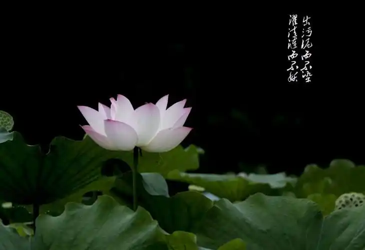 写美篇来生愿做一朵莲 静静盛开在佛前 出淤泥不染 倚清风而眠 花开不