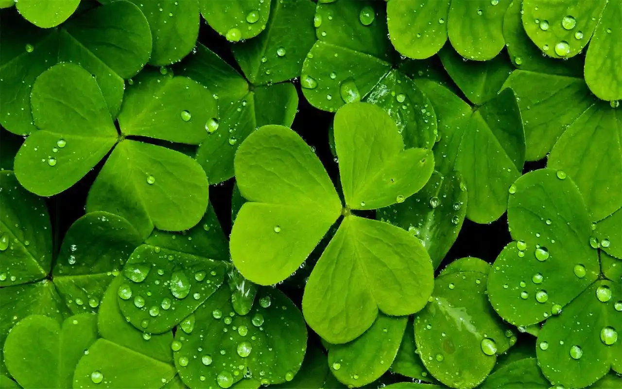 小清新唯美四叶草高清桌面壁纸