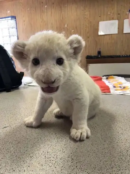 一头新出生的小白狮,看起来也太好吸了吧!