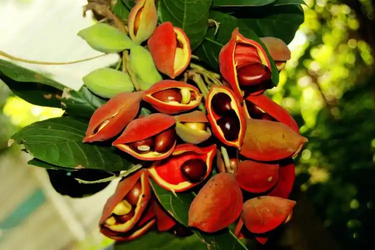 九层皮也叫凤眼果功效与作用清热解毒,消肿止痛,辅助消炎九层皮是一