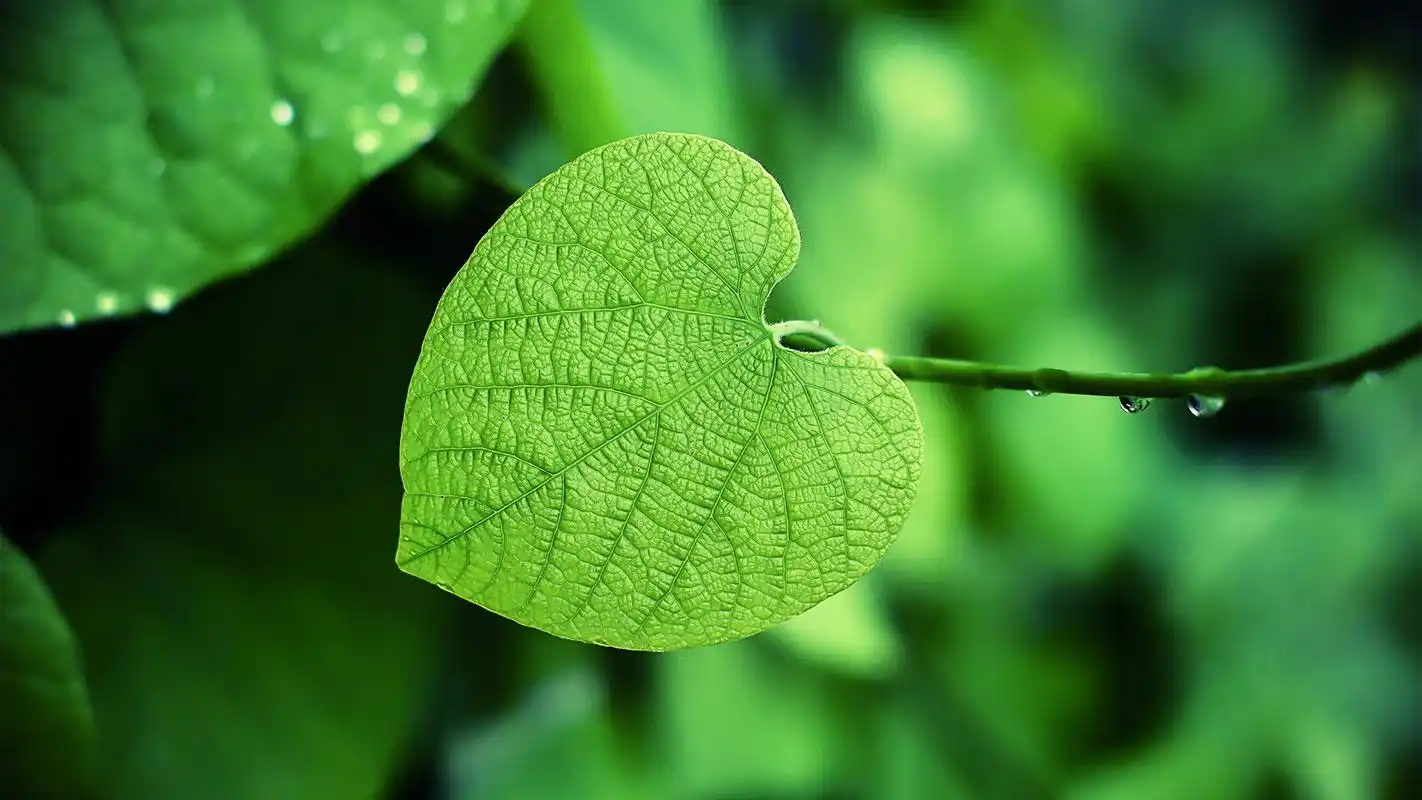 小清新绿叶嫩芽唯美护眼高清桌面壁纸
