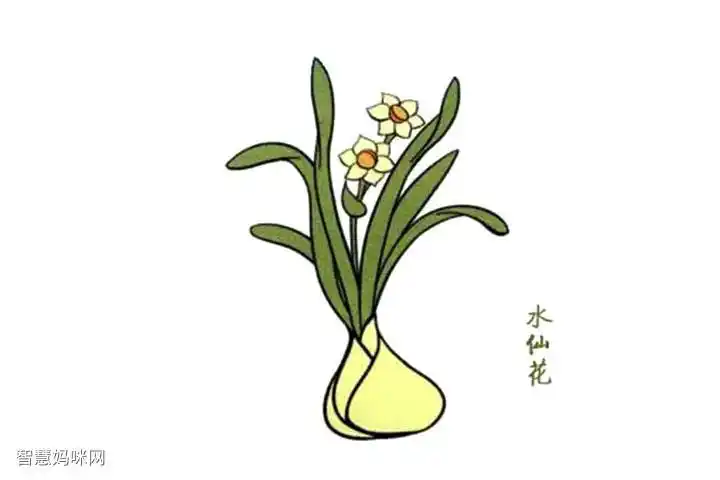 芬芳清新的水仙花简笔画教程 - 智慧妈咪网