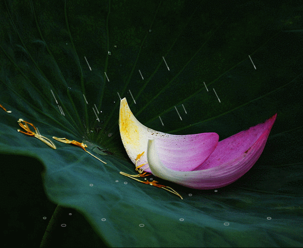 彼岸桃花制图《雨落流殇》雨中荷花动态图片