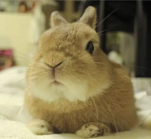 世界上最小的宠物兔
