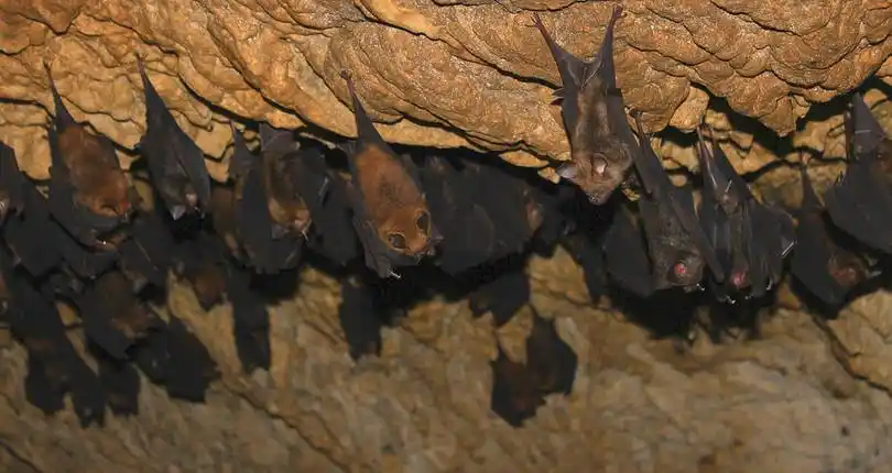 蝙蝠洞