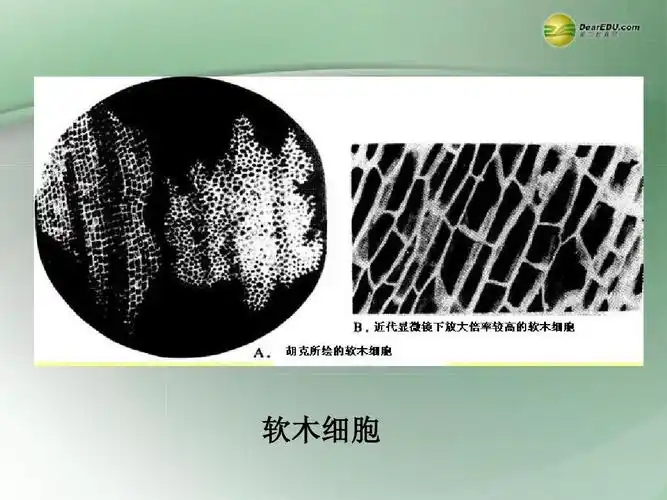 1 细胞概述》课件 新人教版ppt