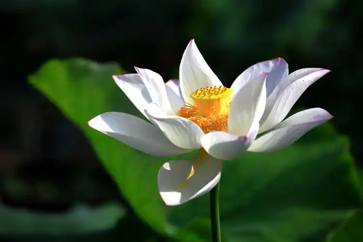 圣洁高雅的白荷花