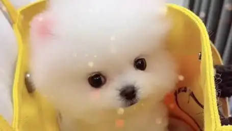 这呆萌可爱的小奶狗,谁能不爱呢?