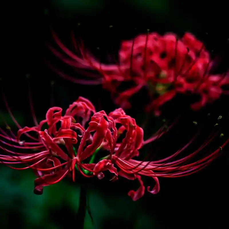 中药"彼岸花"凄美的爱情典故