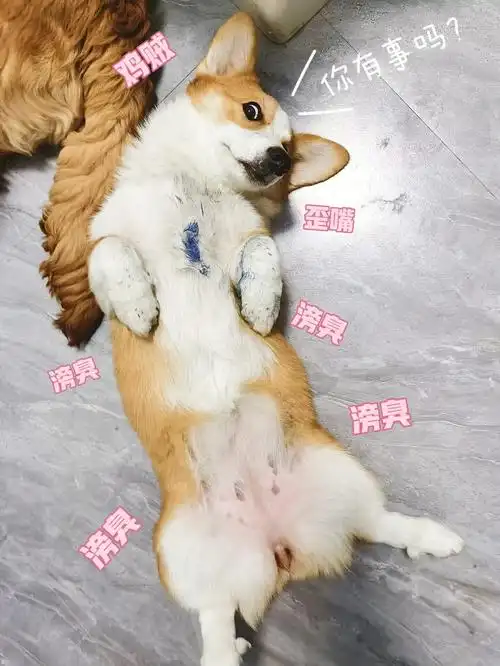 眼神鸡贼表情不屑