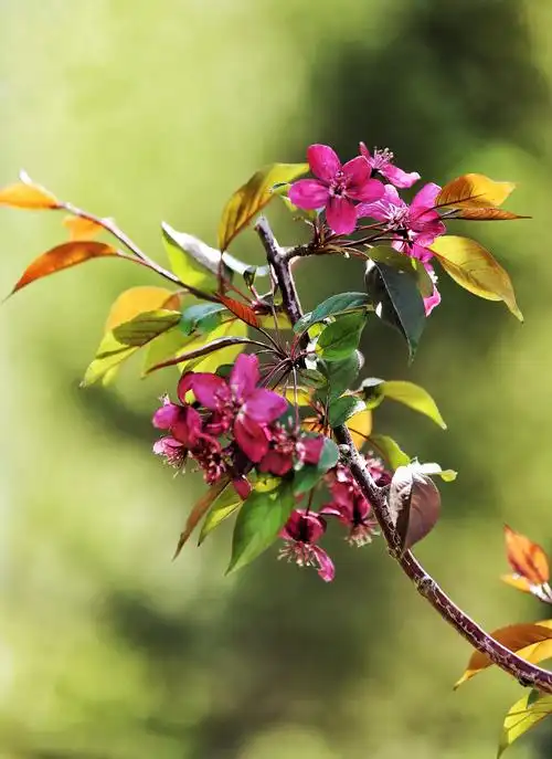 多姿多彩的王族海棠