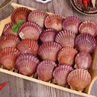 精选新鲜带壳大扇贝蒜蓉粉丝扇贝500g976元包邮需买5件共488元需用券