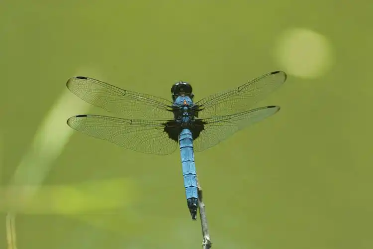 横图,室外,特写,白天,正面,美景,伸展,张开,展翅,朦胧,模糊,翅膀,蜻蜓