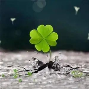 唯美清新的四叶草图片头像