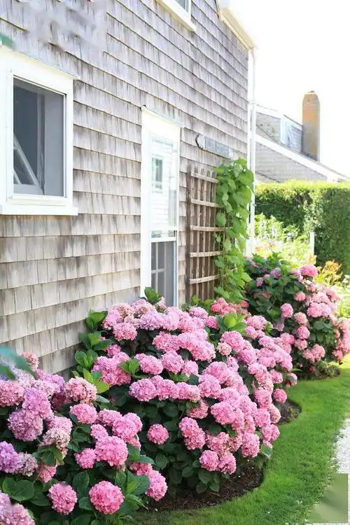 " 一个人——玫瑰大师(墨言)当我们老了,就找一个地方,开辟出一个小院