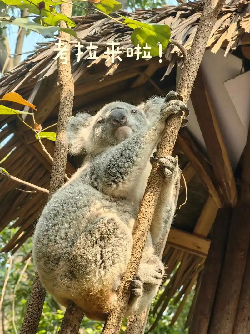 考拉 moch! 和睡神的世界! 睡觉才是全部! 吃东西只是 - 抖音