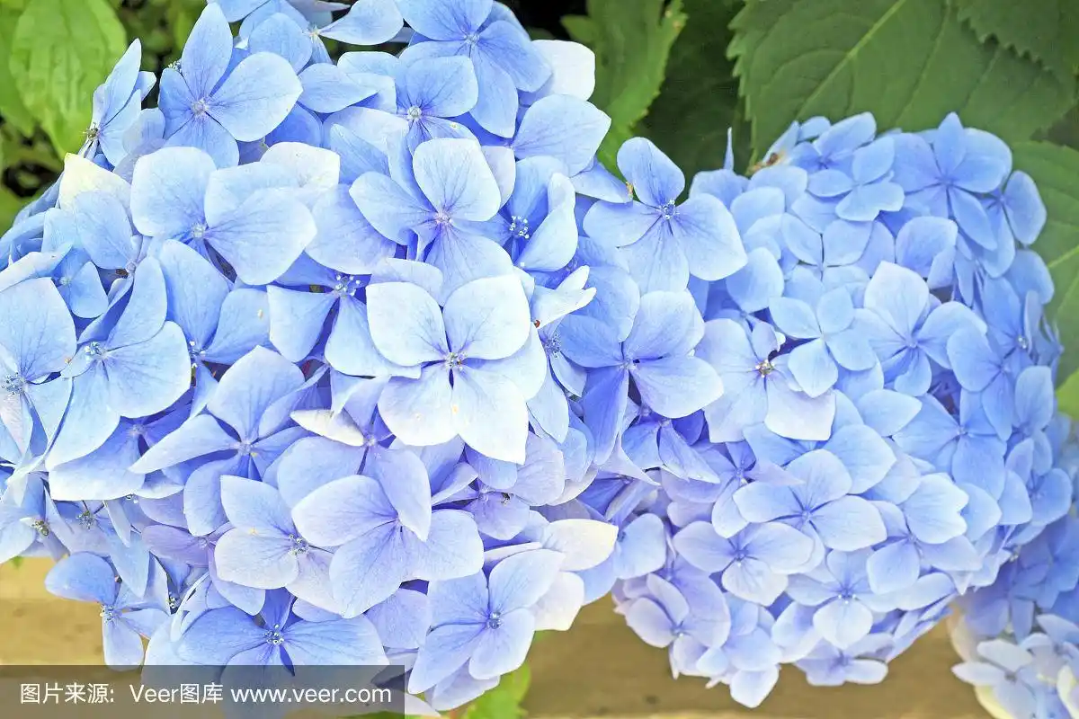 蓝色的风信子花