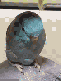 插羽毛gif鹦鹉gif搞笑gif
