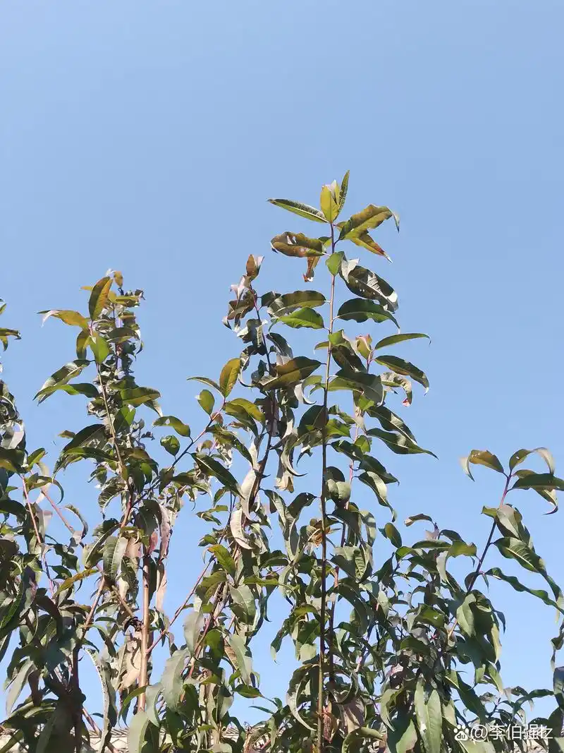 澳大利亚人棕种人由爪哇猿人发展而来; 蒙古人种黄种人由北京猿人发展
