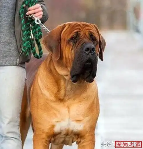 集忠诚护卫帅气能打与一身的狗中硬汉血性男人