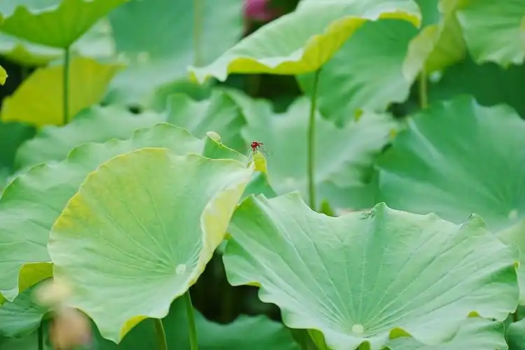 荷叶上的蜻蜓图片下载