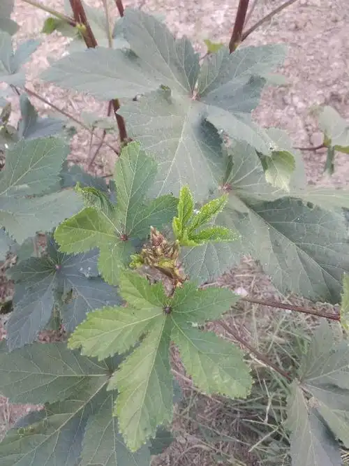 红色的茎,高2米,春天长得 梅花形状的叶子.