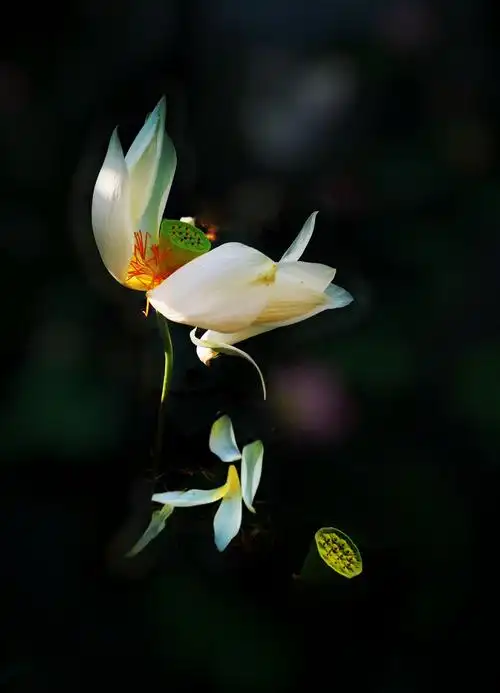 如何用手机拍出有禅意的荷花大片