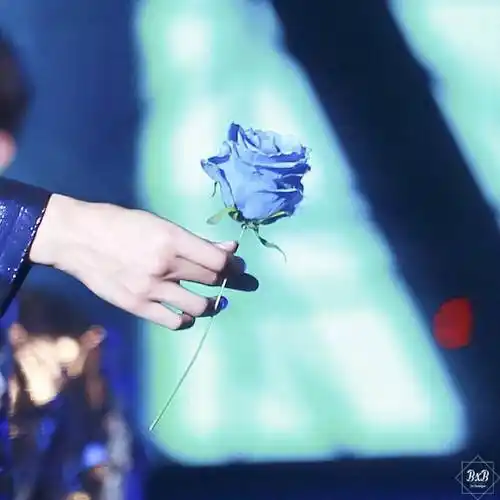 边伯贤你是孤独的花