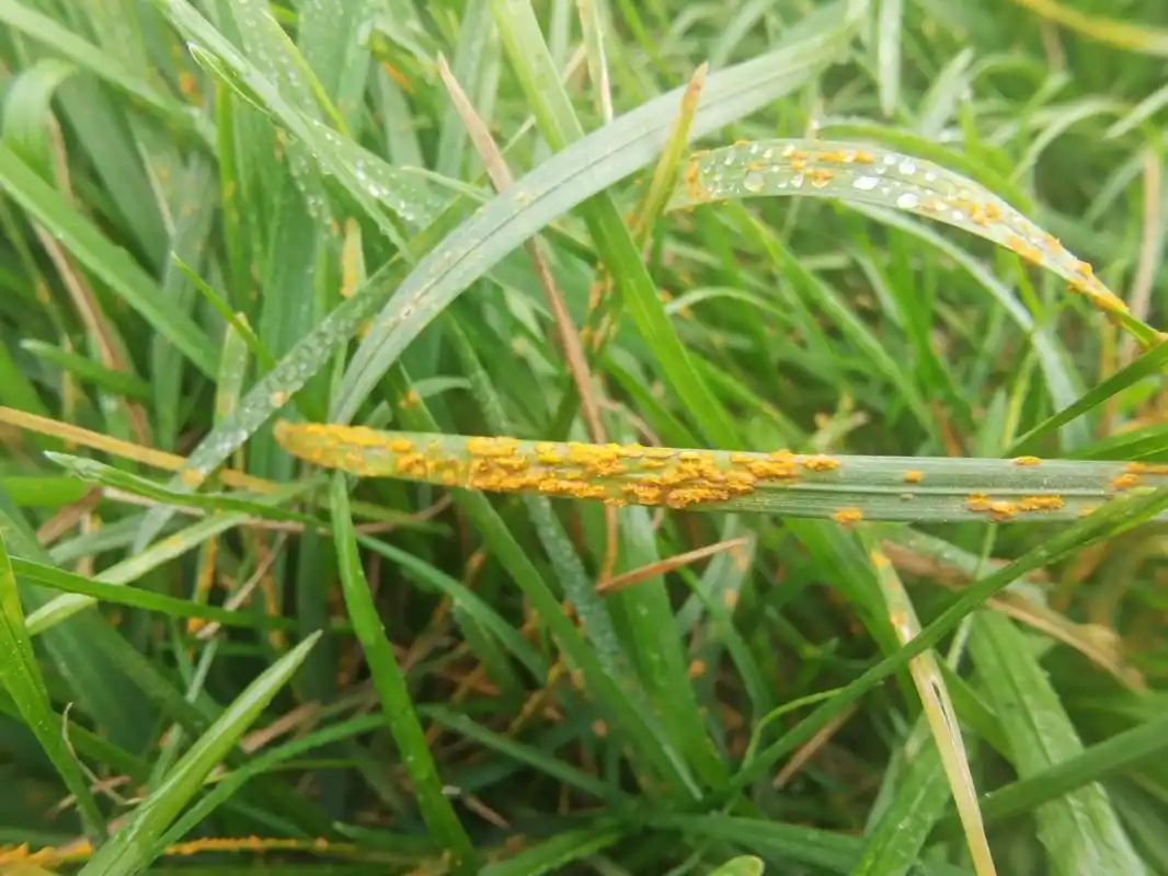 锈病作怪早提防!