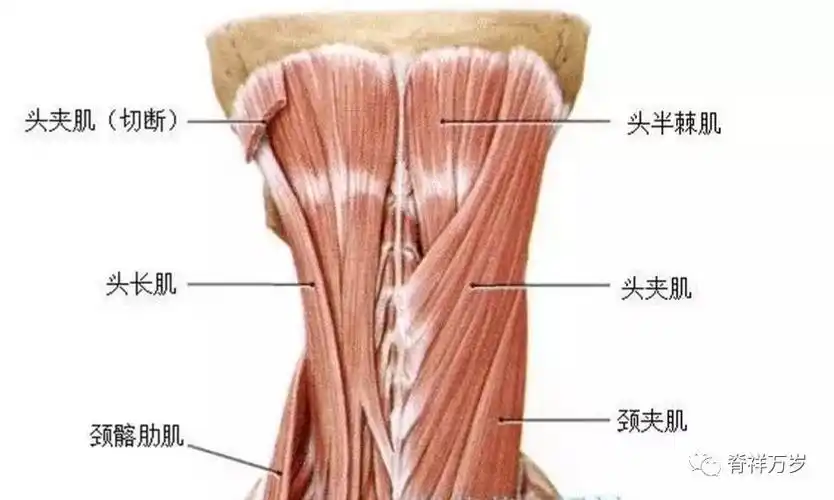 肩颈手法需要松懈的肌肉