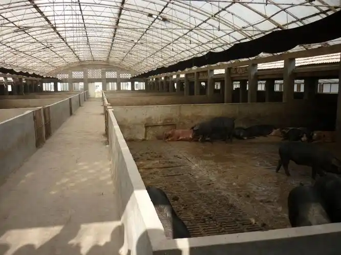 50头的育肥猪猪舍该怎样建设为好