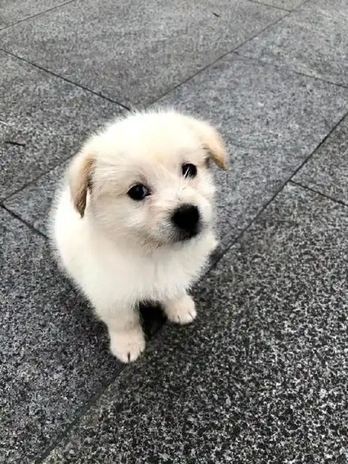 宠物日常#这么多年,我养过的狗狗们,没有什么名贵品种,除了3只泰迪