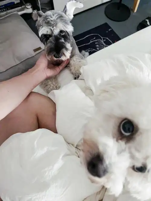 独居男生日志我怕是有捡狗体质09