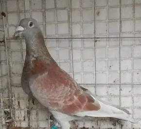 种鸽育种,善用过桥鸽好处很多_鸽子_杂交_后代