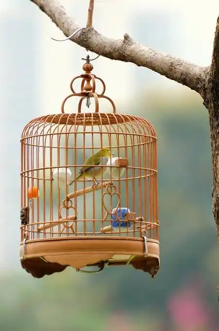 你将自己放在笼子里那就永远无法获得新生