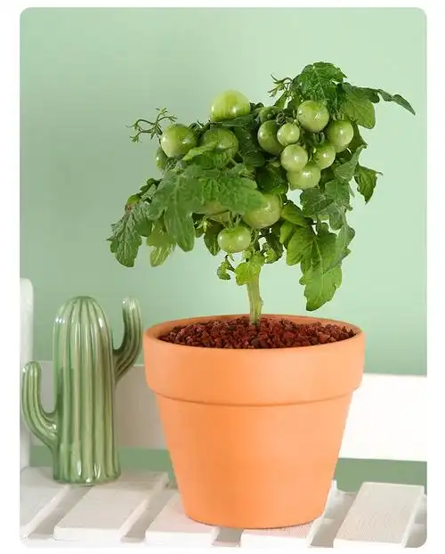 矮生西红柿盆栽小番茄苗家庭绿植阳台苗秧带果植物圣女果趣味好养盆栽