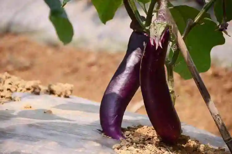 孕妇可以吃茄子吗 - 对胎儿影响,怀孕食用功效与作用