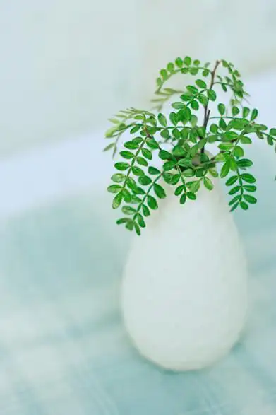 小清新淡雅花卉图片