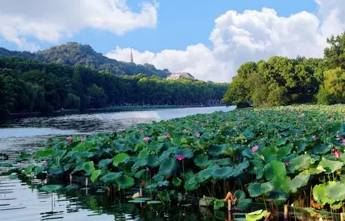 西湖的夏天 文章 明晓 图片 胡炎 - 美篇