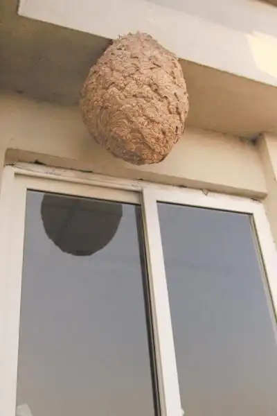 女生宿舍惊现超大马蜂窝(图)