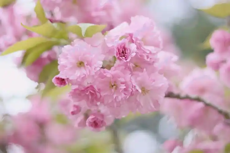 樱花晚樱重瓣樱花粉色樱花春光无限美好时光梦幻少女日系小清新