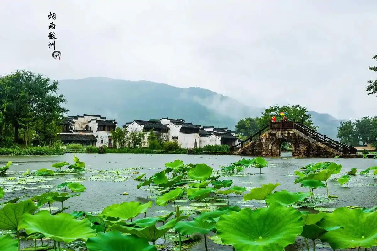 荷塘美景 #江南烟雨 #一起享受大自然的美 #江南水乡美如 - 抖音
