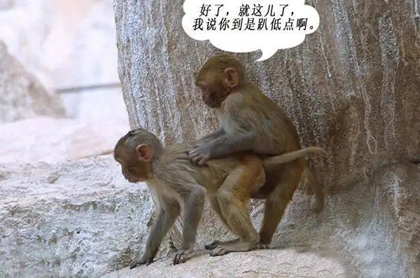 【笑掉大牙】搞笑动物之爆笑猴子图片,猴子交配的那点事.