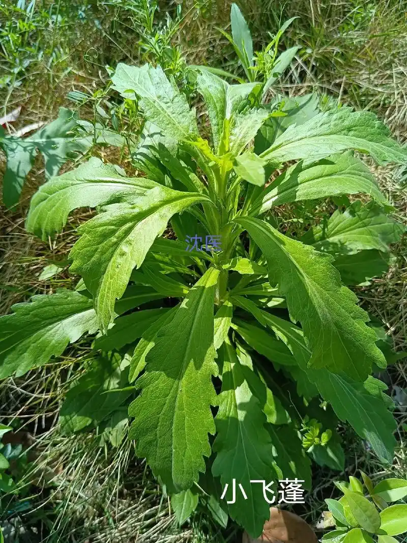 小飞蓬是菊科飞蓬属一年生草本植物.别名加拿大飞蓬,飞 - 抖音