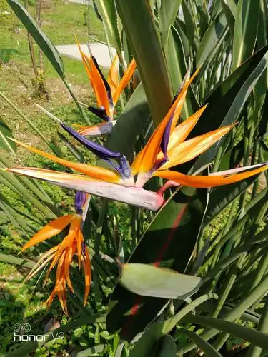 美艳可人的鹤望兰 一一 象征着自由,吉祥,幸福和洒脱