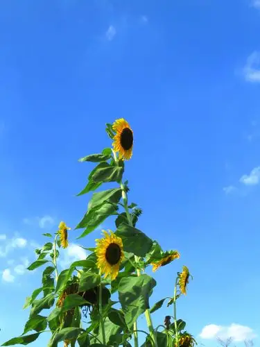 蓝天白云下的向日葵,三者组合是美图吗?
