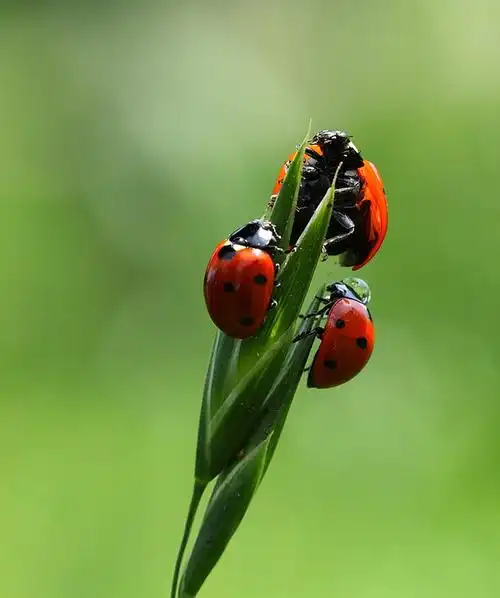 多姿多彩的瓢虫家族